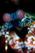 Eyes of peacock mantis shrimp
