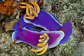 Mating nudibranch in Indonesia