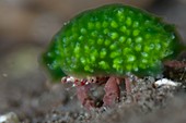 Hermit crab with sponge