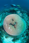 Large hard coral in Indonesia