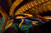 Squat lobster in crinoid home