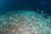 Destroyed reef in Indonesia