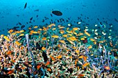 Fish over a healthy coral reef