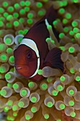 Clownfish in anemone