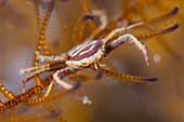 Juvenile crinoid crab