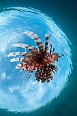 Lionfish from below