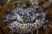 Eye of crocodile fish