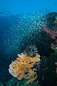 Glassfish swimming over Indonesian reef