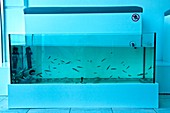 Fish pedicure tank