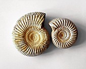 Ammonite fossils