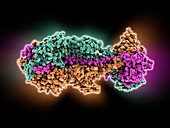 Herpesvirus surface protein molecule