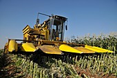 Corn picker in a field