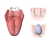 Tongue anatomy,artwork