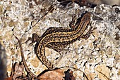 Common lizard basking on a rock