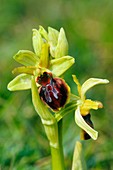 Early spider orchid (Ophrys sphegodes)