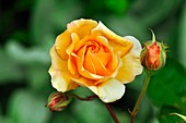 Rose (Rosa 'Buff beauty') in flower
