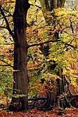 Savernake Forest,UK,in autumn