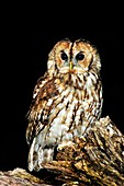 Tawny owl perched on a log at night