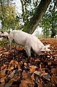 Domestic pig foraging