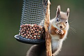 Red squirrel on a bird feeder