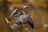 Great cormorant on a branch