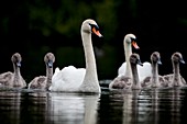 Swans and cygnets