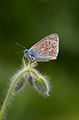 Common blue butterfly