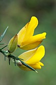 Gorse (Ulex europaeus) flowers