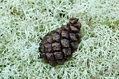 Pine cone on lichen