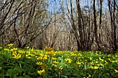 Lesser celandine in a coppice wood