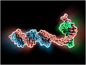 DNA transcription,molecular model