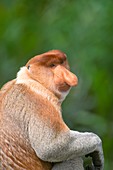 Male proboscis monkey