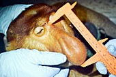 Proboscis monkey research