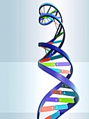 DNA molecule,artwork