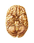 Human brain,anatomical artwork
