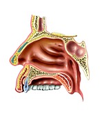 Human olfactory system,artwork