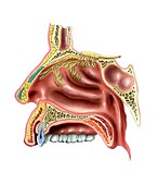 Human olfactory system,artwork