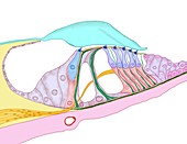 Structure of the cochlea,artwork