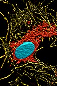 Fibroblast cell,fluorescent micrograph