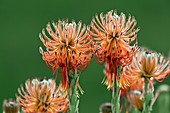 Leucospermum reflexum