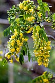 Natal Laburnum (Calpurnia aurea)