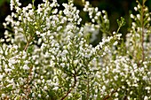 White Heath (Erica formosa)