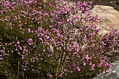 Confetti bush (Coleonema aspalathoides)