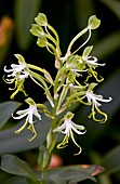 Green Wood-orchid (Bonatea speciosa)