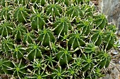 Pincushion Spurge (Euphorbia pulvinata)