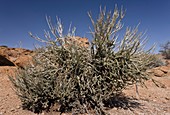 Namaqua porkbush (Ceraria namaquensis)