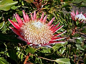 King Protea (Protea cynaroides)