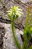 Green heath (Erica sessiliflora)