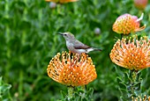 Double-collared sunbird