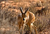 Steenbok